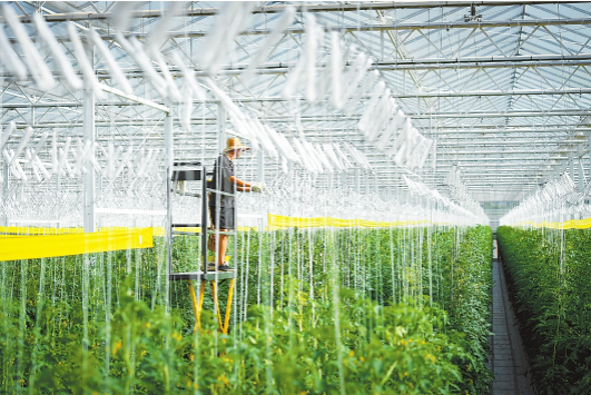 智慧农业大棚解决方案(图4)